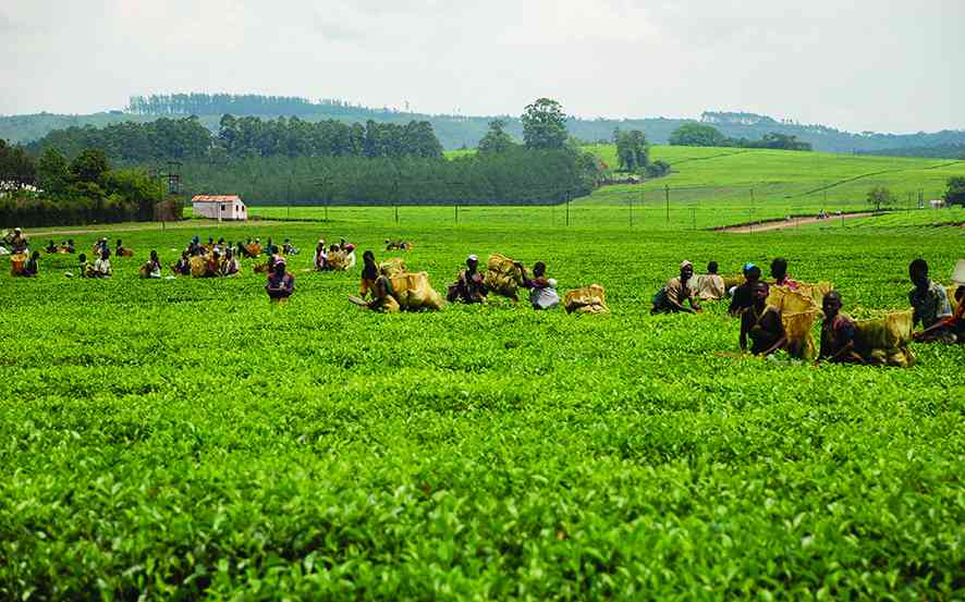 Tanganda’s US$8mn capital raise ‘progressing well’