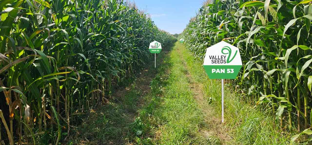 The Global DNA behind the local harvest: Valley Seeds’ five-year strategic leap