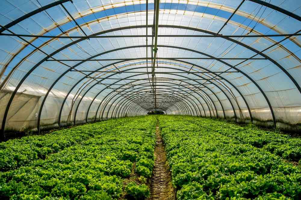 EU, UK, Kenyan horticulture buyers look for long-term Zim partnerships