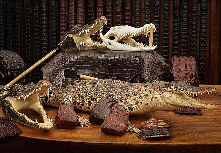 Disabled man in court over crocodile skins