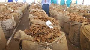 Tobacco exports surge 62% on strong global demand