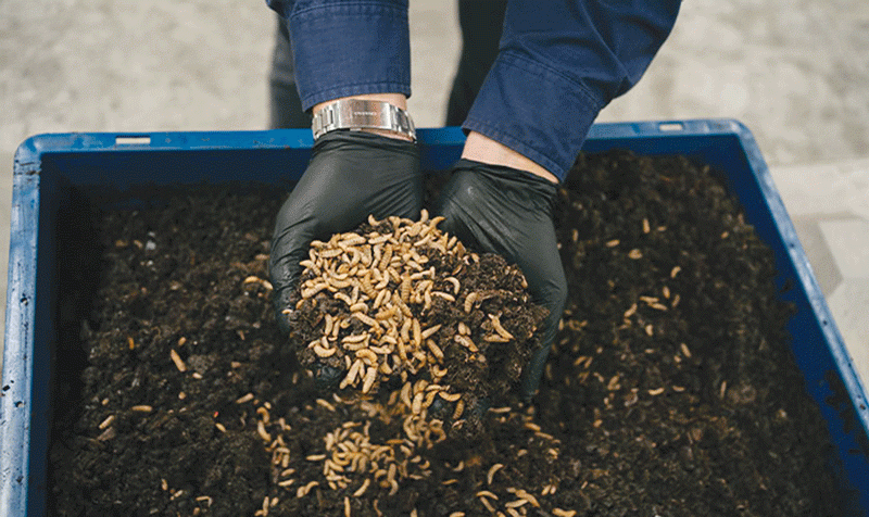From dumps to dollars: Larvae power sustainable jobs, fertility