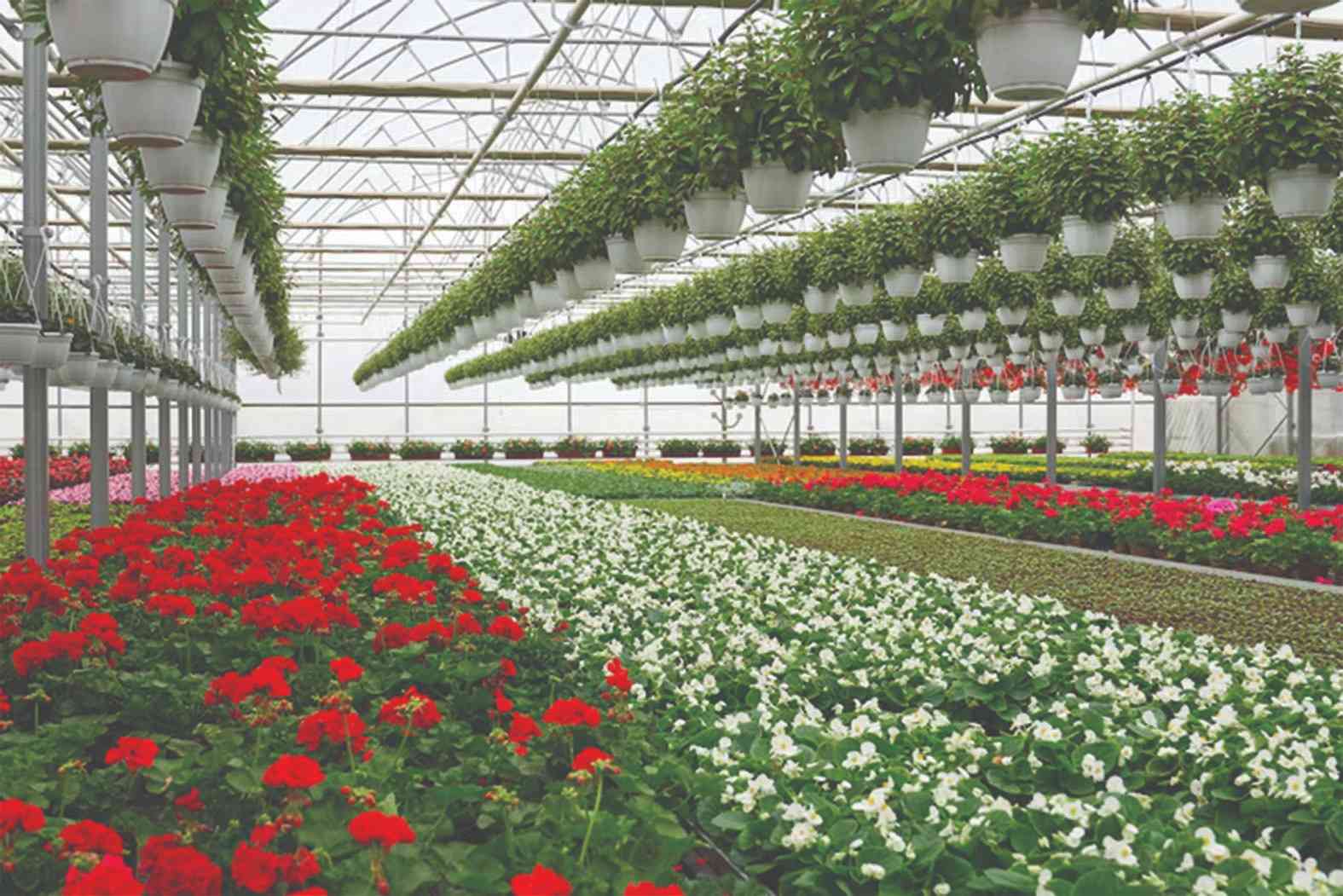Zim horticulture wins global market interest