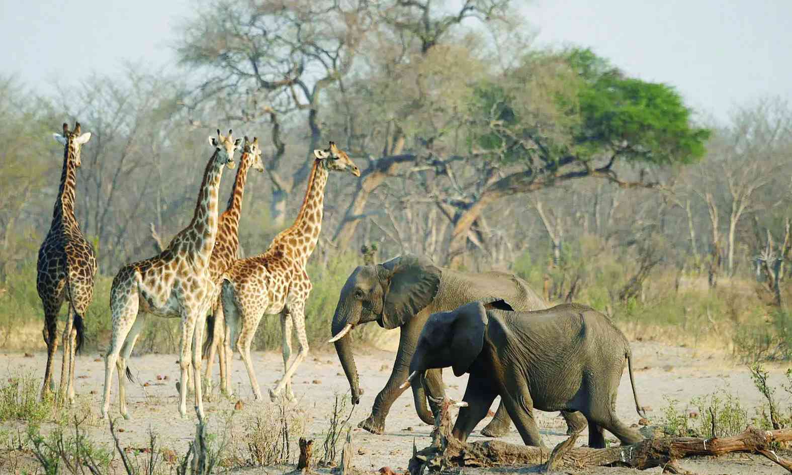 Why Zim is winning the poaching battle, but losing the war against wildlife crime syndicates