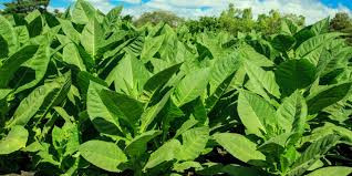 Zim tobacco sector now supporting 135 000 households