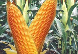 West Africa taps into Zim’s hybrid seed production