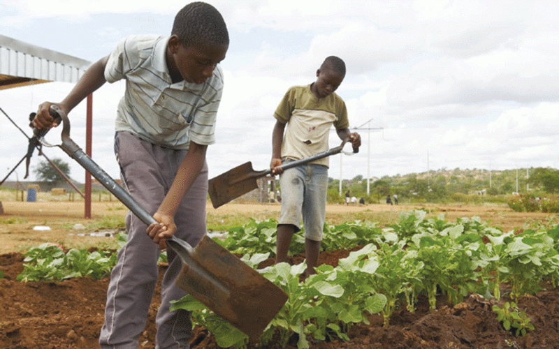 Disi Farm: Agriculture, care and poverty in Zim