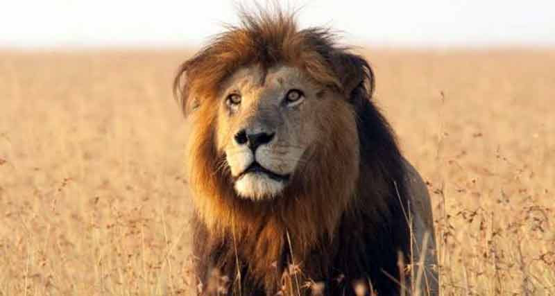 Lion mauls Hurungwe man to death