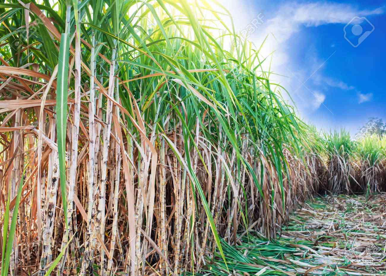 Mounting challenges sour sugar production
