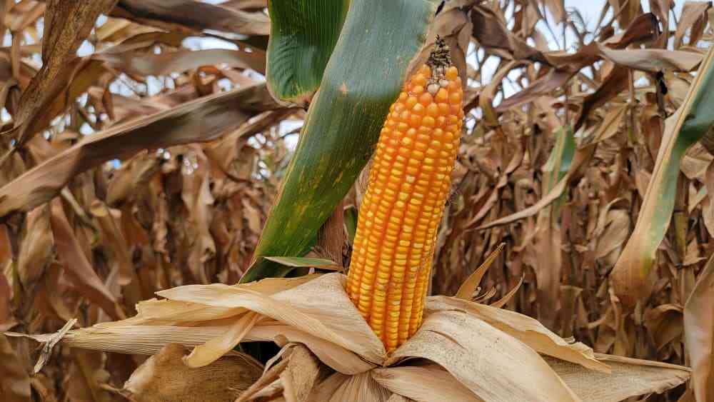 West Africa taps into Zim’s hybrid seed production