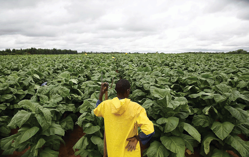 Low prices, high input costs leave ‘golden leaf’ farmers swimming in poverty