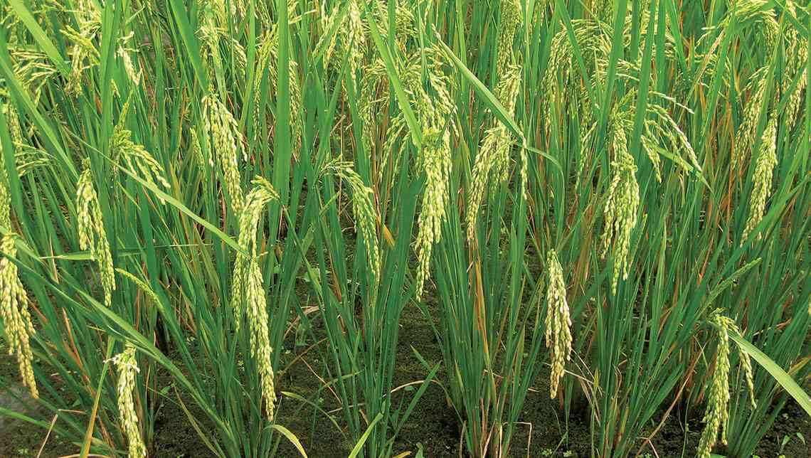50 000 hectares targeted for rice production