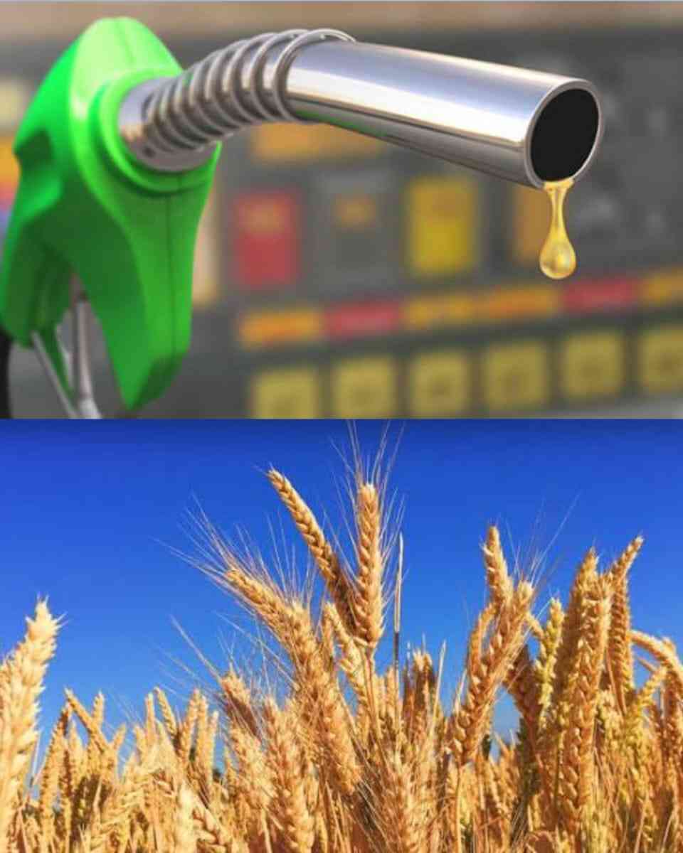 High fuel prices threatening agric output warns ZFU
