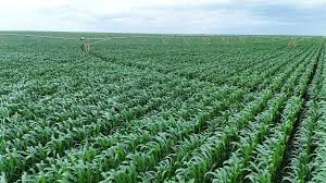 2026 March rains revive some Zim crop conditions