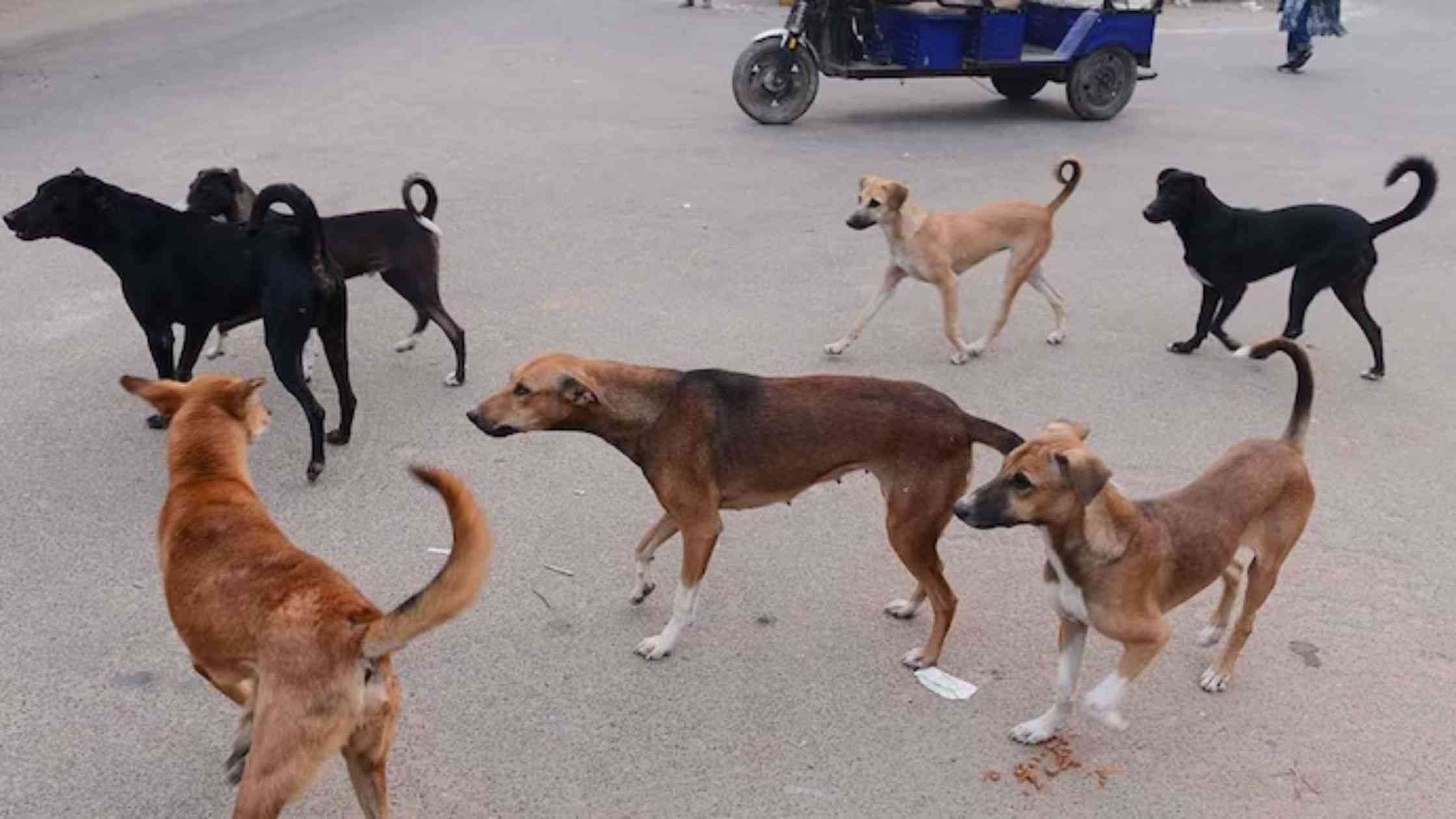 Kwekwe moves to cull stray dogs amid rising rabies cases