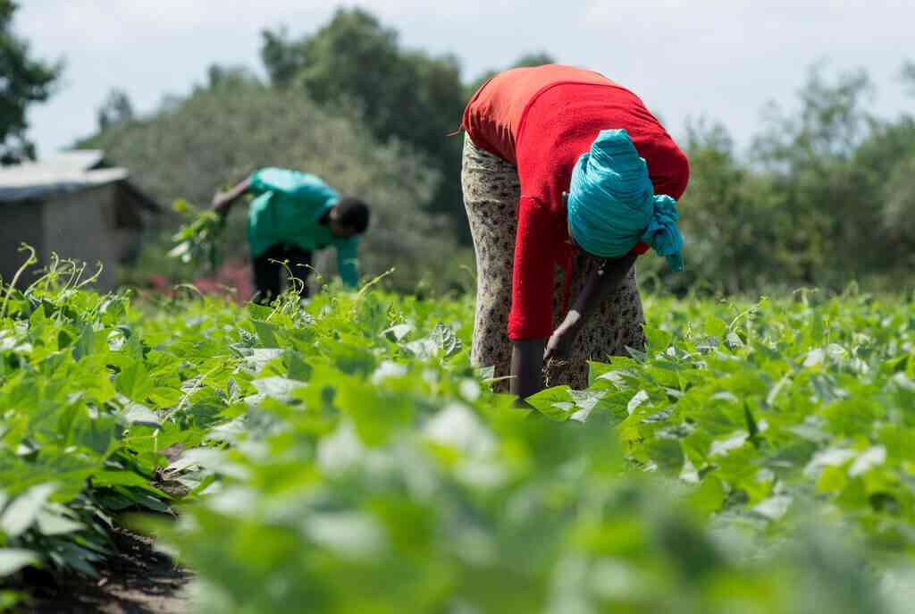 MP exposes roadside farming as Zimbabwe's land crisis bites