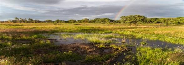Harare's wetlands keep disappearing into concrete: here is what they are, what the law says, and who keeps signing off the approvals.