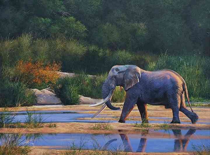 GPS-collared elephant reveals power of connected landscapes