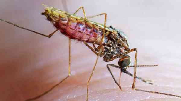Zimbabwe must finance its own malaria fight