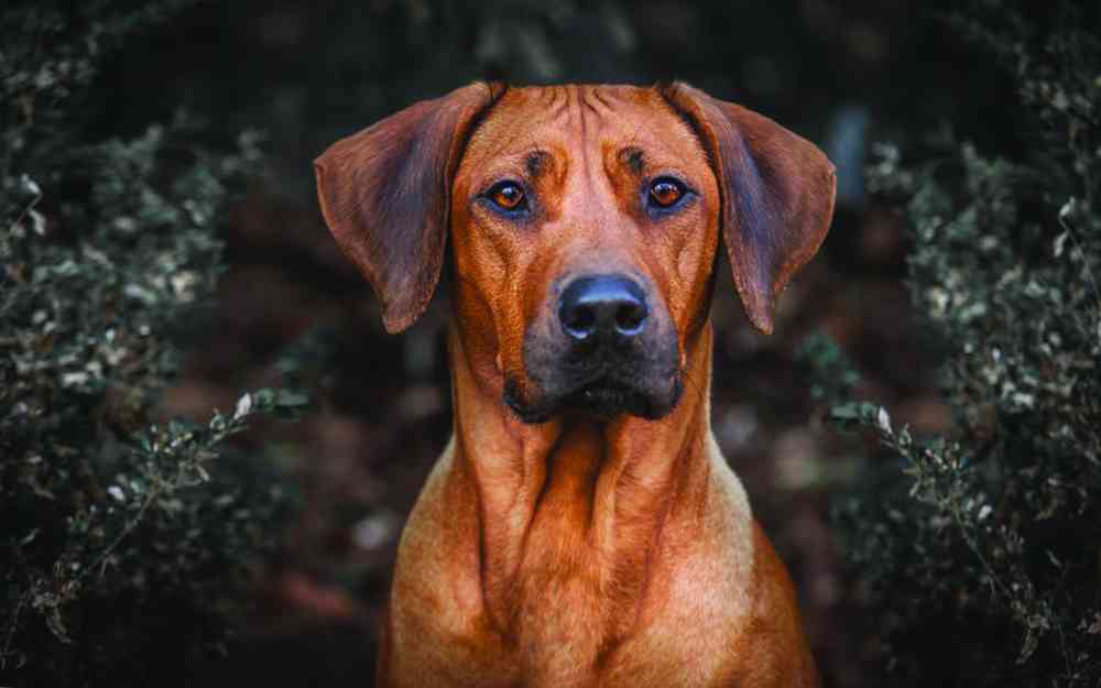 Norton declares war on stray dogs