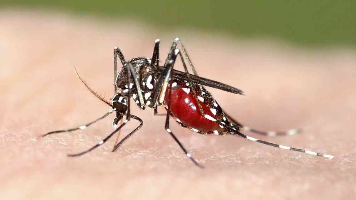 Malaria surges as aid cuts reverse gains