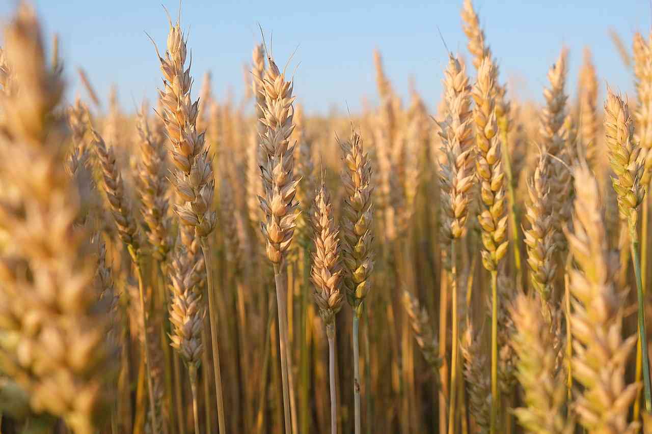 Mash Central exceeds winter wheat target