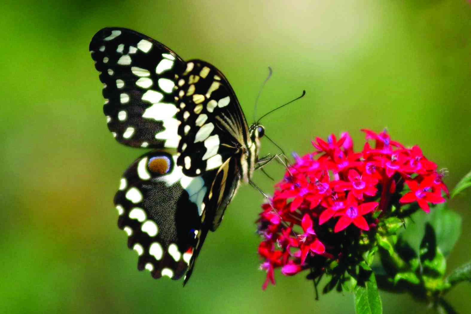 Inside Zim’s hidden butterfly sanctuary