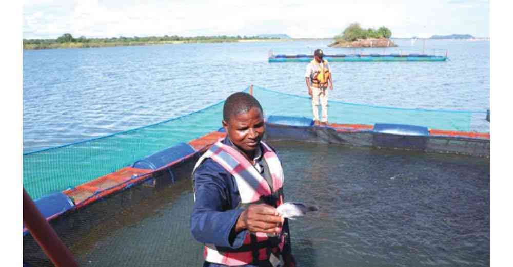 Kariba goes blue economy: Fish cage project unlocks new incomes 