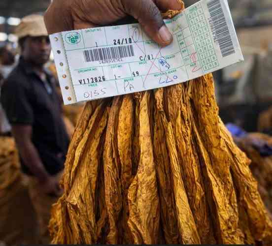 Tobacco average selling price plunges 25%, hurts farmer earnings