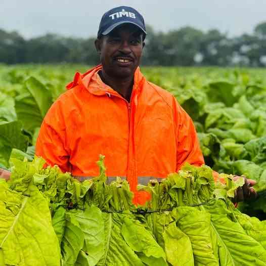 Stalks neglect can cost farmers millions, TIMB warns
