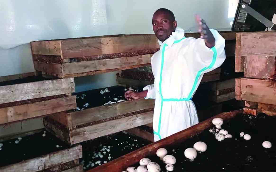 Gunhill farmer turns garage into mushroom farm