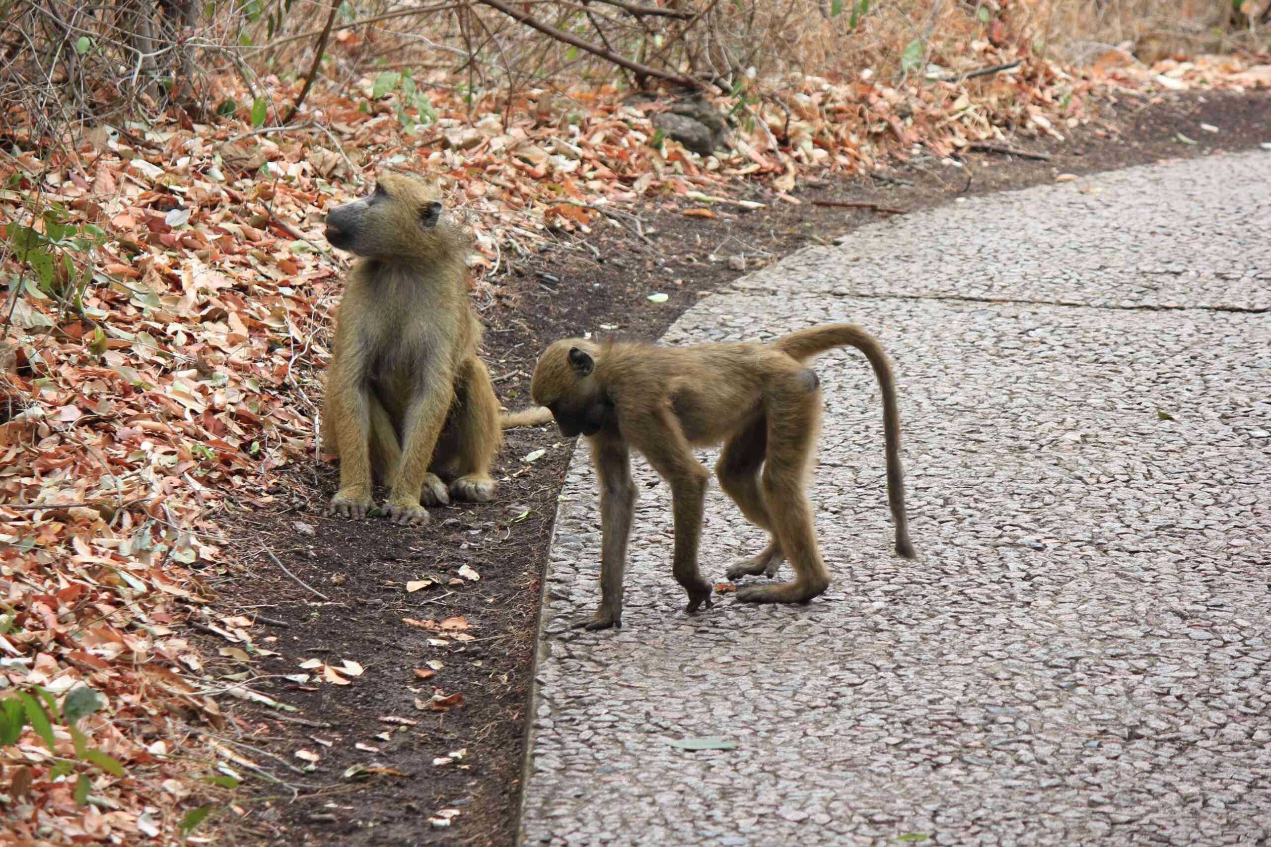MSU students come face to face with Zvishavane’s marauding baboons