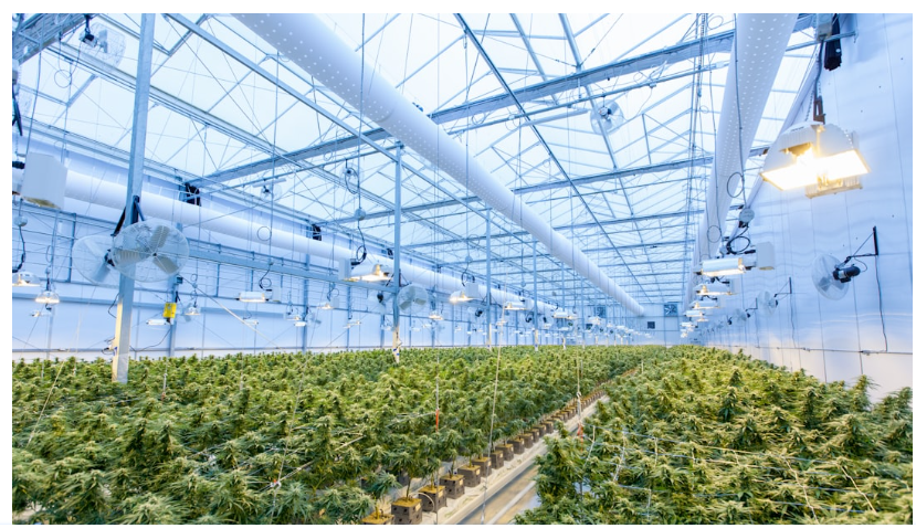 Zimbabwe's legal cannabis industry: The global picture
