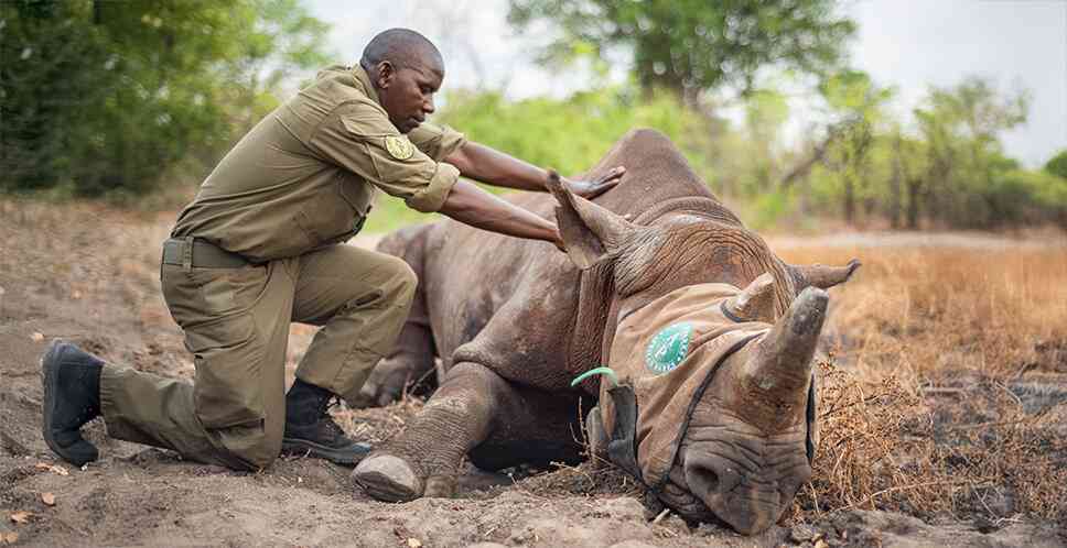 After three decades, black rhino return to Zimbabwe’s Matusadona