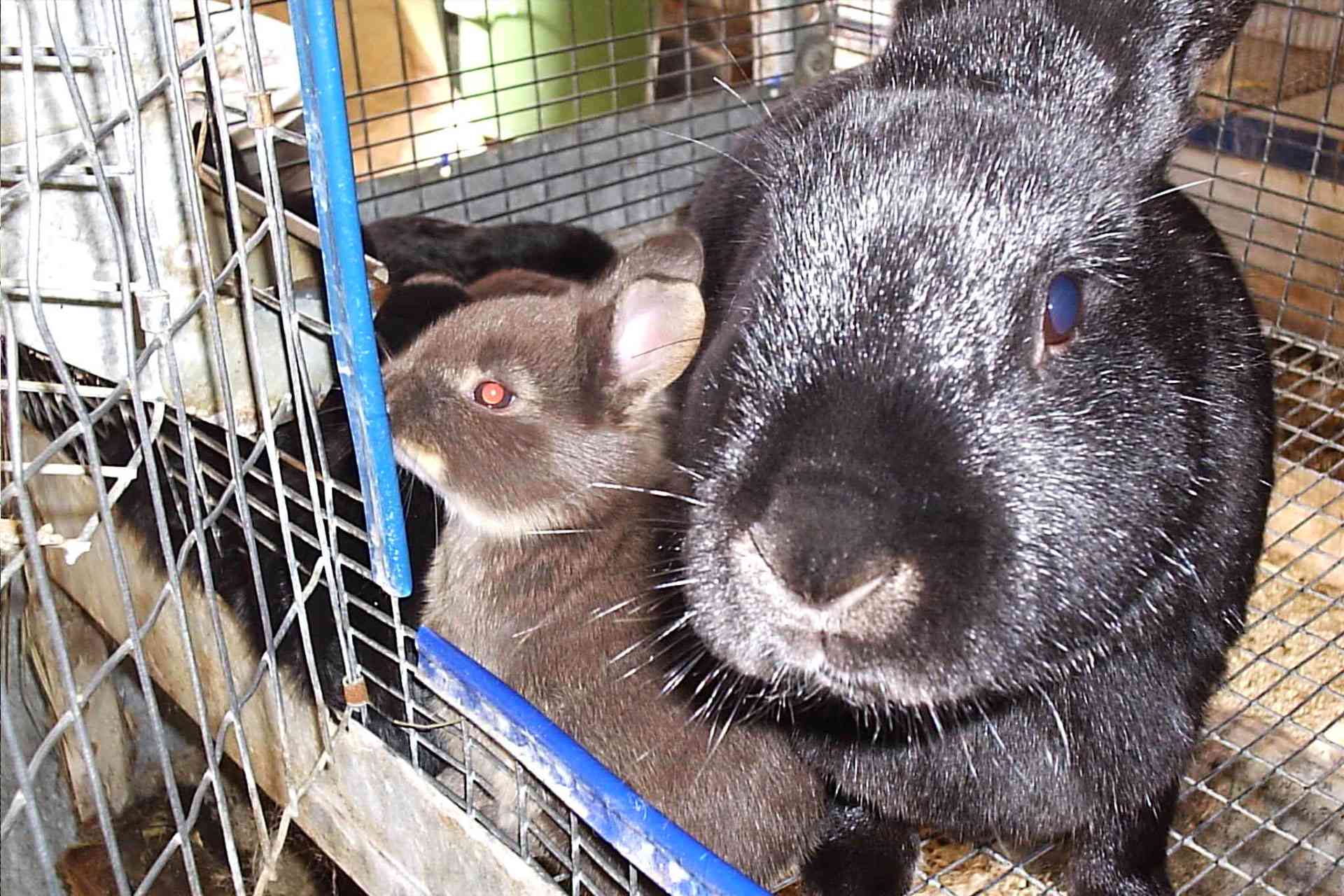 Zim targets genetic leap in rabbit production