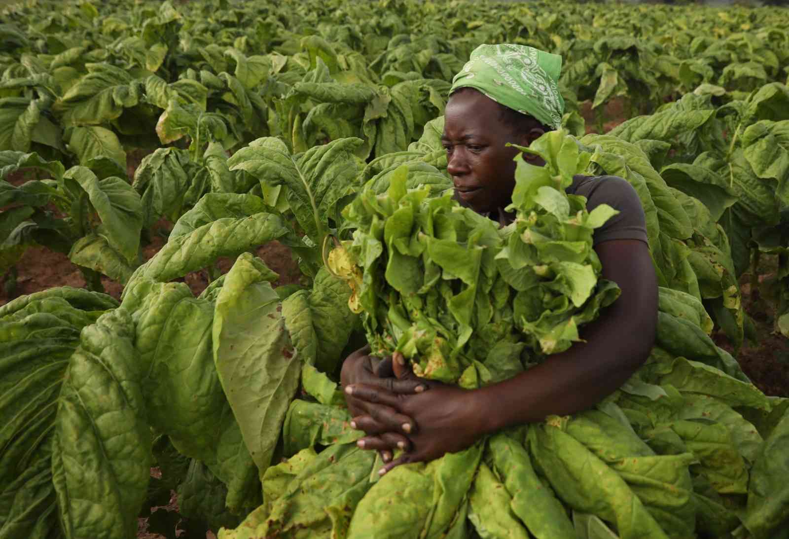 Tobacco prices firm as new entrant stabilises market