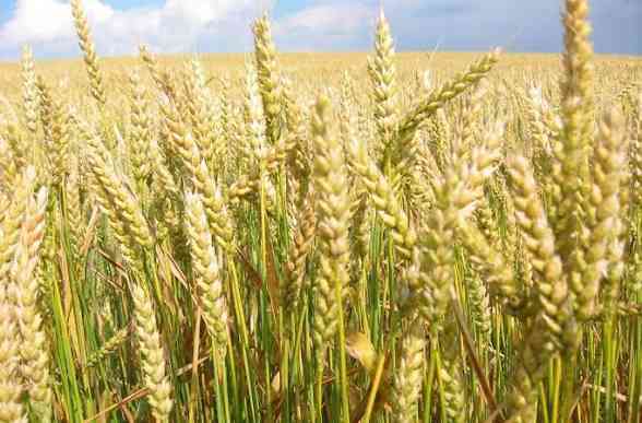 Government extends winter wheat planting deadline