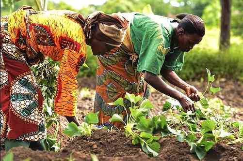 Women farmers and GBV: ‘They told us to keep quiet, but we refused’
