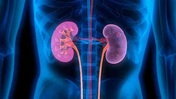 Filtration and equilibrium: The kidney’s role in stability