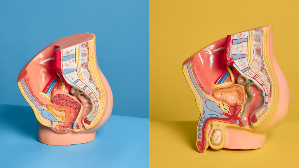 Preserving reproductive health: Understanding the male reproductive system