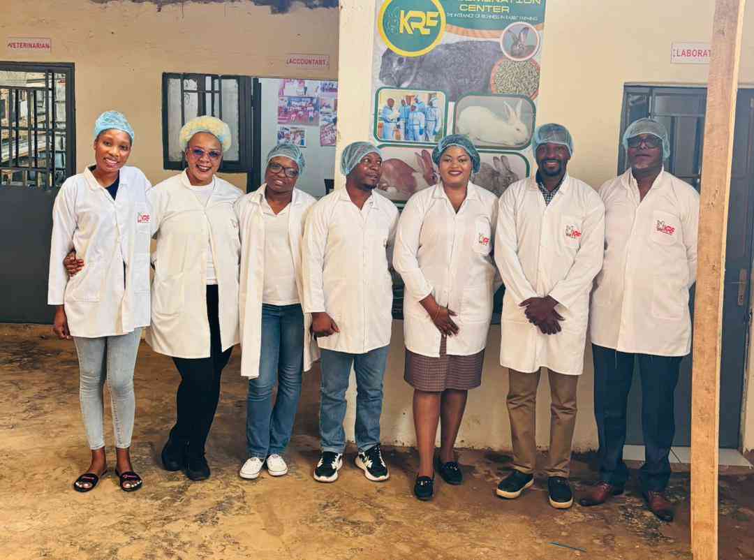Zimbabwe turns to artificial insemination to accelerate rabbit industry growth  