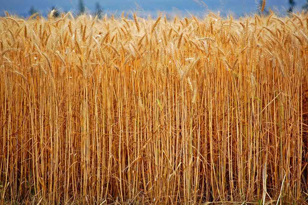 Zimbabwe Winter Wheat Planting Reaches 78,458 Hectares