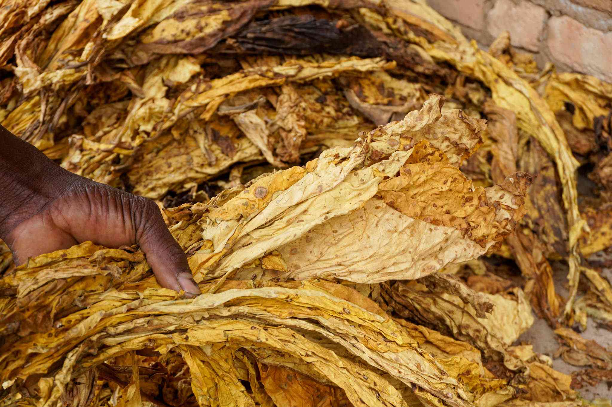 Tobacco boom leaves farmers in the dust