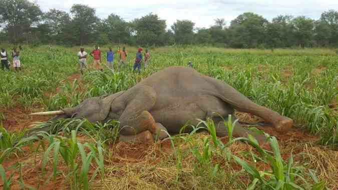 Govt warns on rising human-wildlife conflict