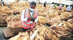 Tobacco sales lass US$882 million