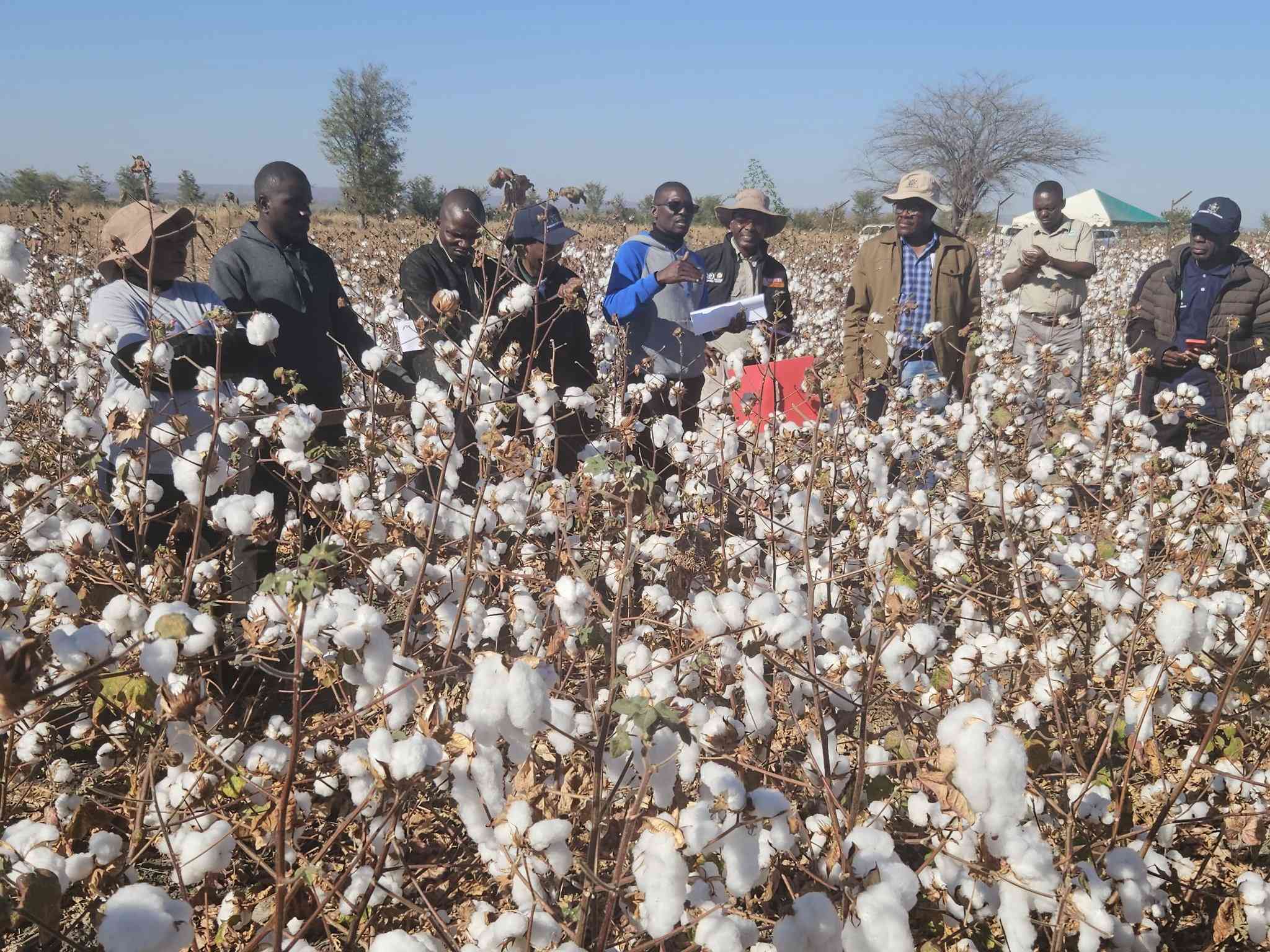 Government moves to revive cotton industry