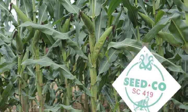 Seed Co readies climate-smart seed for farmers ahead of 2026/27 El Niño