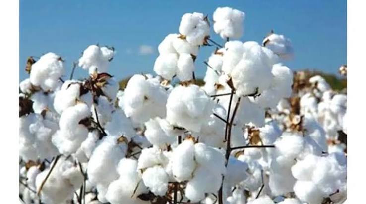 Cotton contractors table new production model