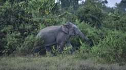 Victoria Falls rainforest closes after elephant sighting