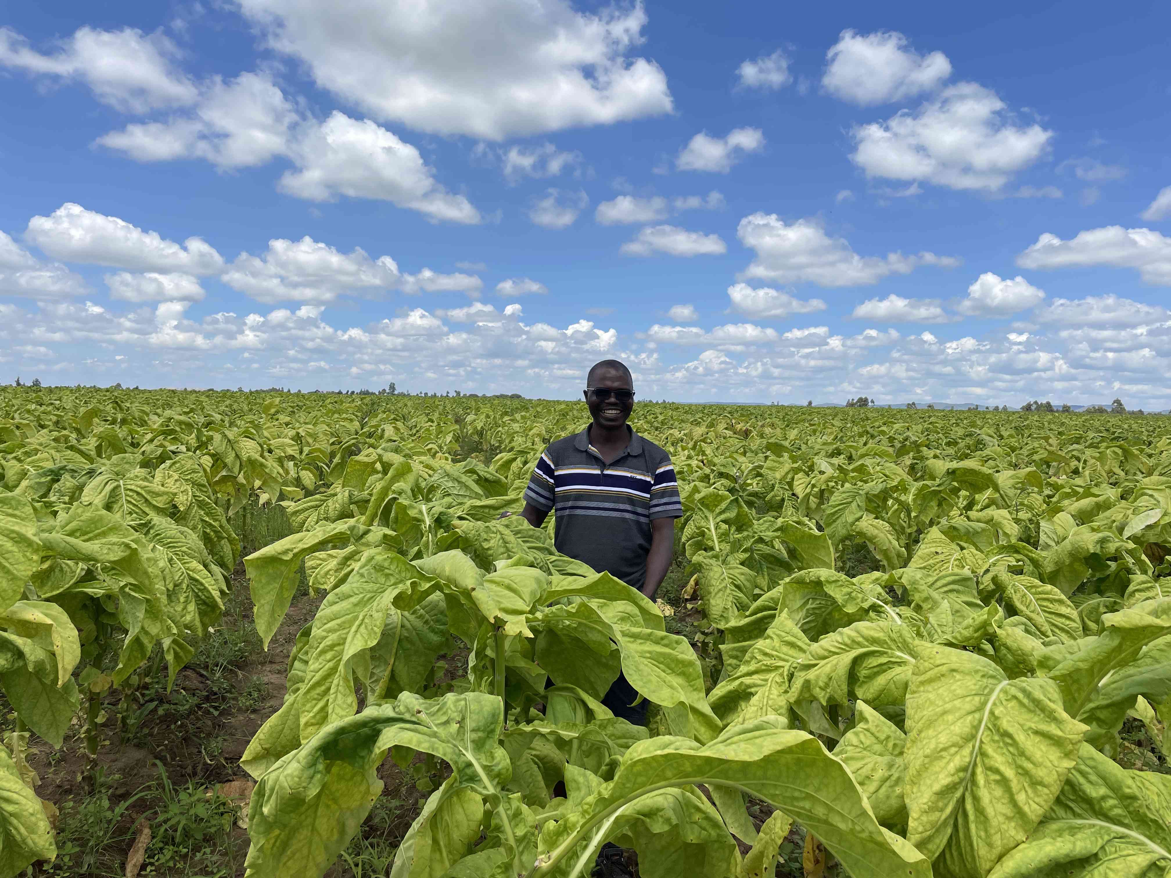 Africa pushes green tobacco as Zimbabwe growers face land crunch